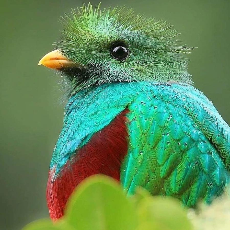 Cabinas El Quetzal San Gerardo de Dota Esterno foto