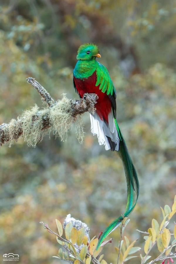 Cabinas El Quetzal San Gerardo de Dota Esterno foto
