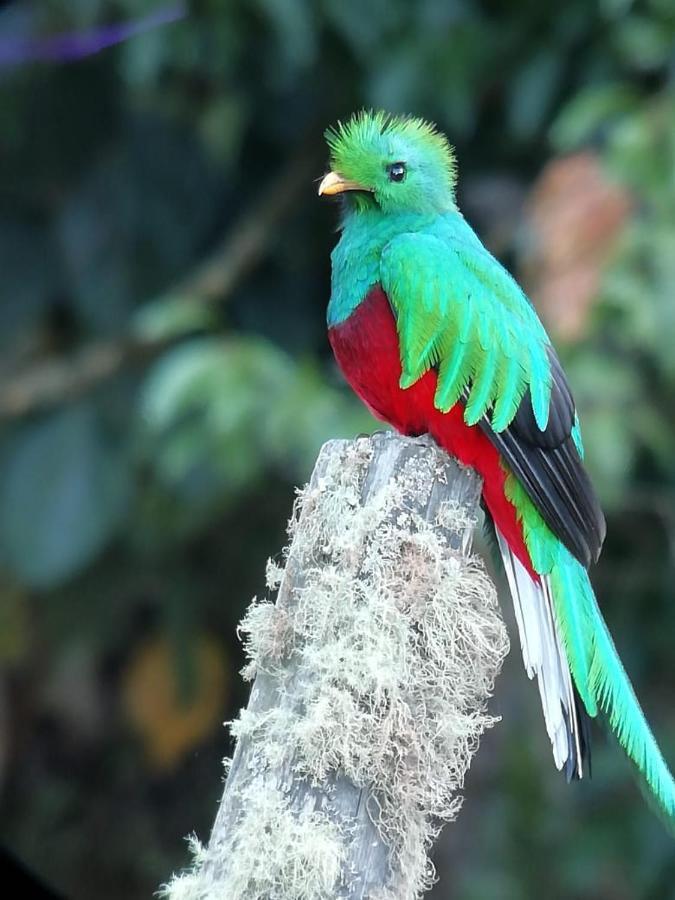 Cabinas El Quetzal San Gerardo de Dota Esterno foto
